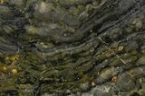 Polished Stromatolite (Alcheringa) Slab - Billion Years #180086-1